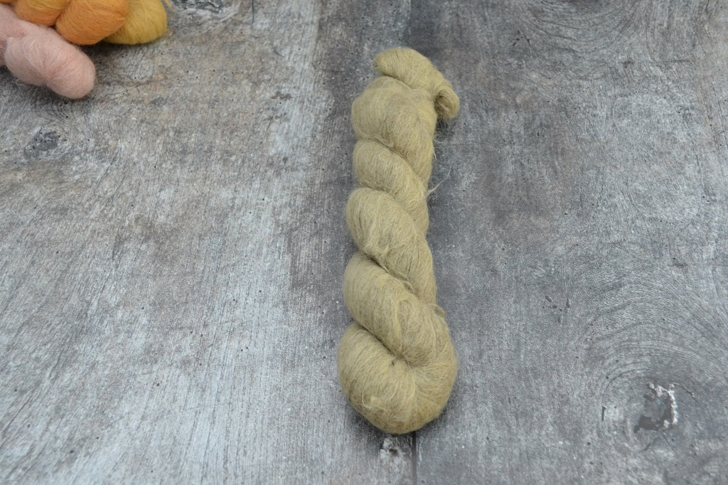 Fern