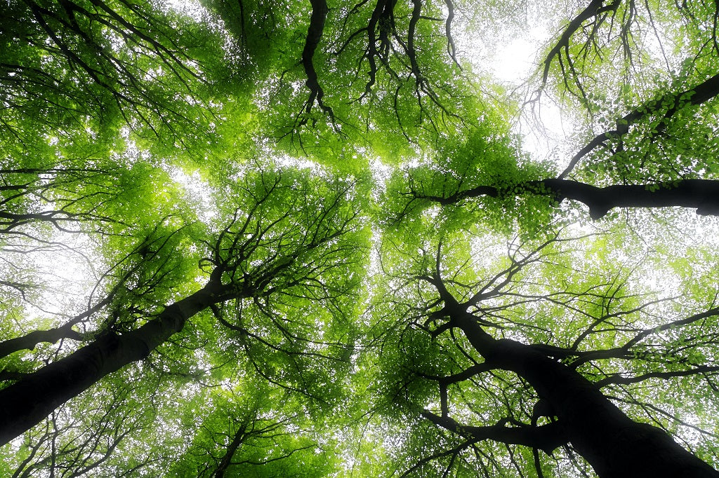 Sustaianability - We plant one tree for every product sold on this website - the FelinFach Forest
