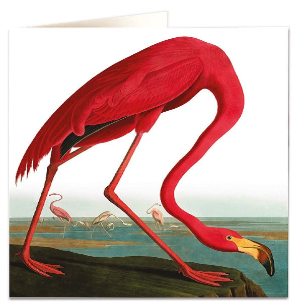 Archivist luxury greeting cards - greater flamingo