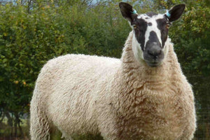 Welsh blanket woven from Welsh Mule breed wool